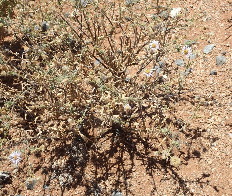 Amellus alternifolius photo 4