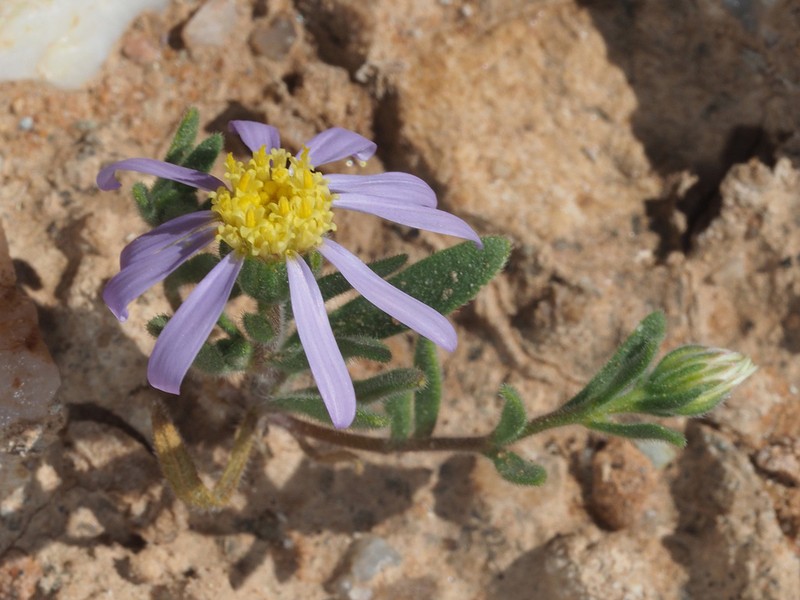 Amellus alternifolius photo 5