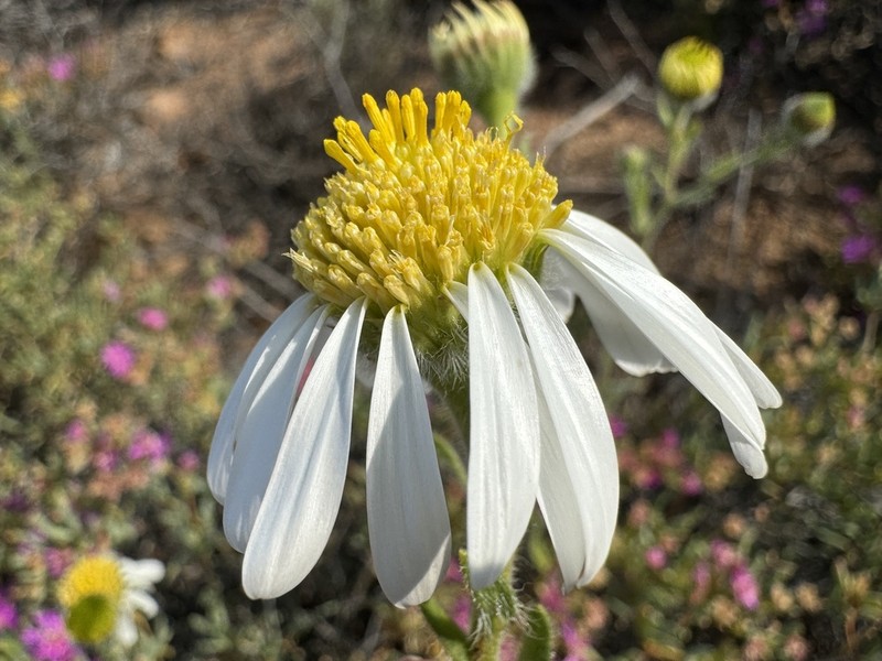 Amellus alternifolius photo 6