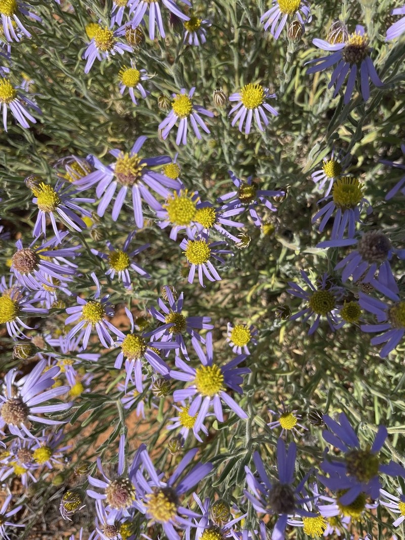 Amellus alternifolius photo 7