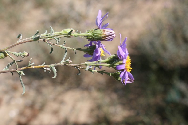 Amellus alternifolius photo 8