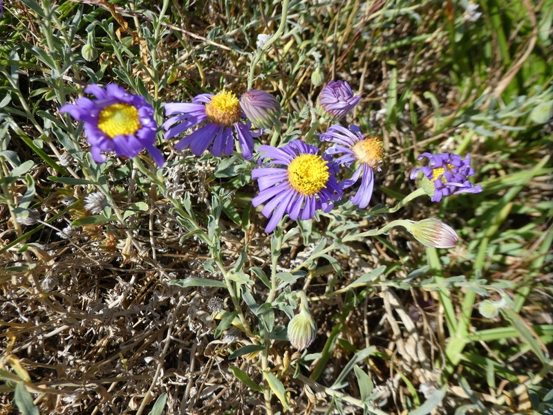 Amellus asteroides