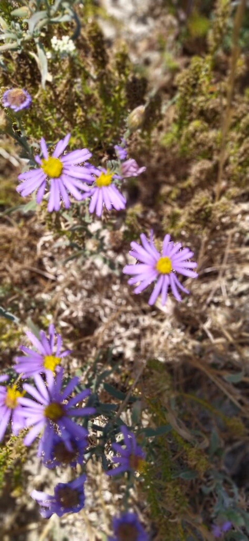 Amellus asteroides photo 2