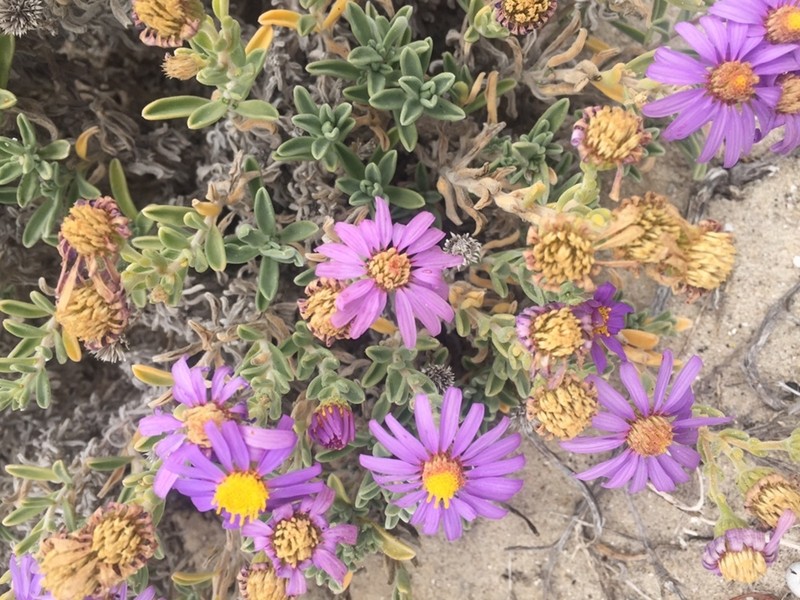 Amellus asteroides photo 3