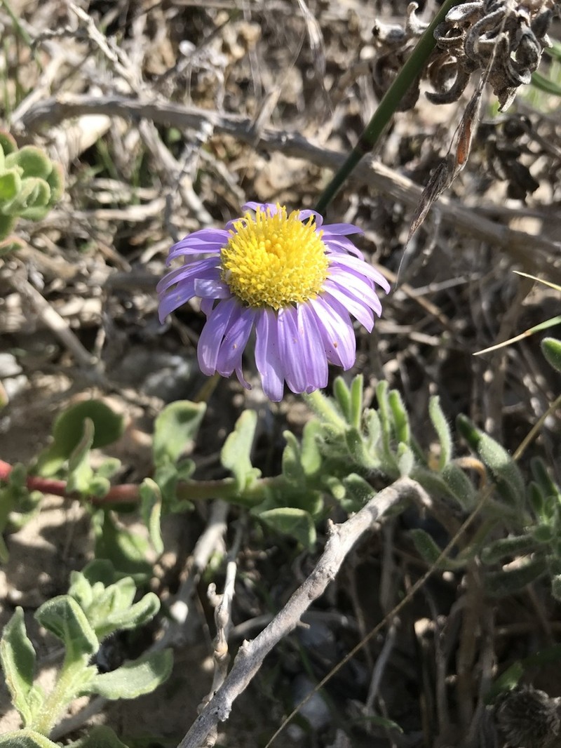 Amellus asteroides photo 4