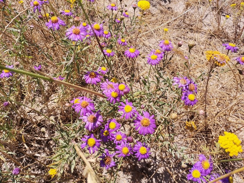 Amellus asteroides photo 5