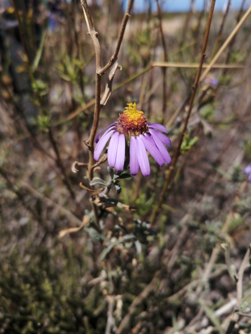 Amellus asteroides photo 6