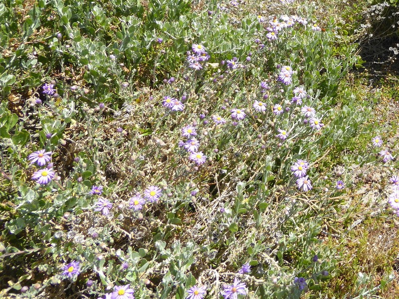 Amellus asteroides photo 7