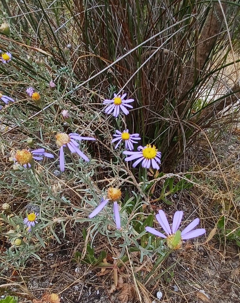 Amellus asteroides photo 8