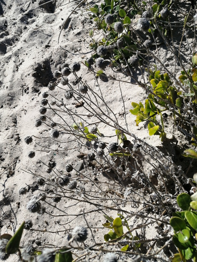 Amellus asteroides subsp. asteroides
