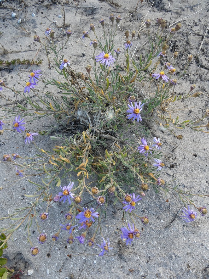Amellus asteroides subsp. asteroides photo 2