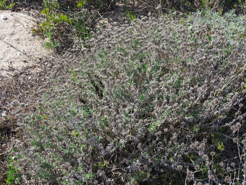 Amellus asteroides subsp. asteroides photo 3