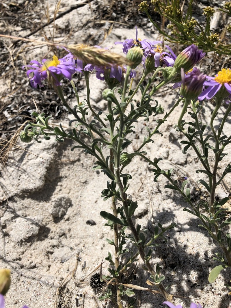 Amellus asteroides subsp. asteroides photo 4