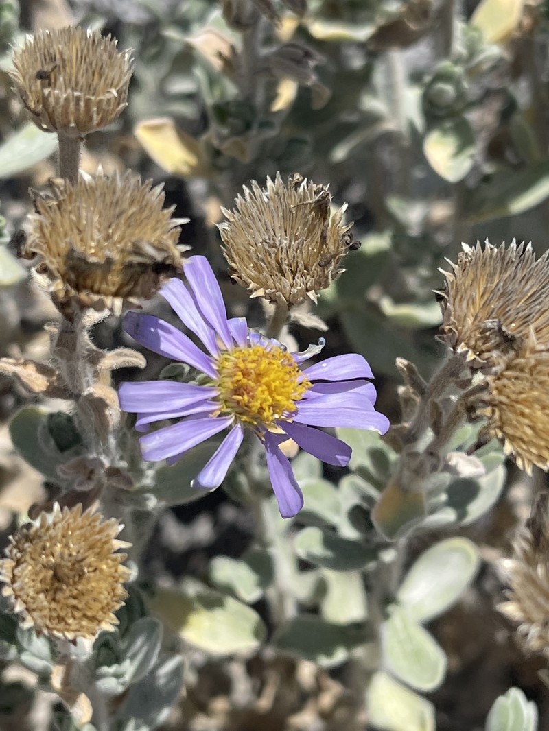 Amellus asteroides subsp. mollis
