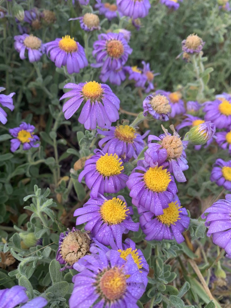 Amellus asteroides subsp. mollis photo 2