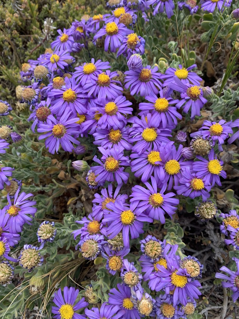 Amellus asteroides subsp. mollis photo 3