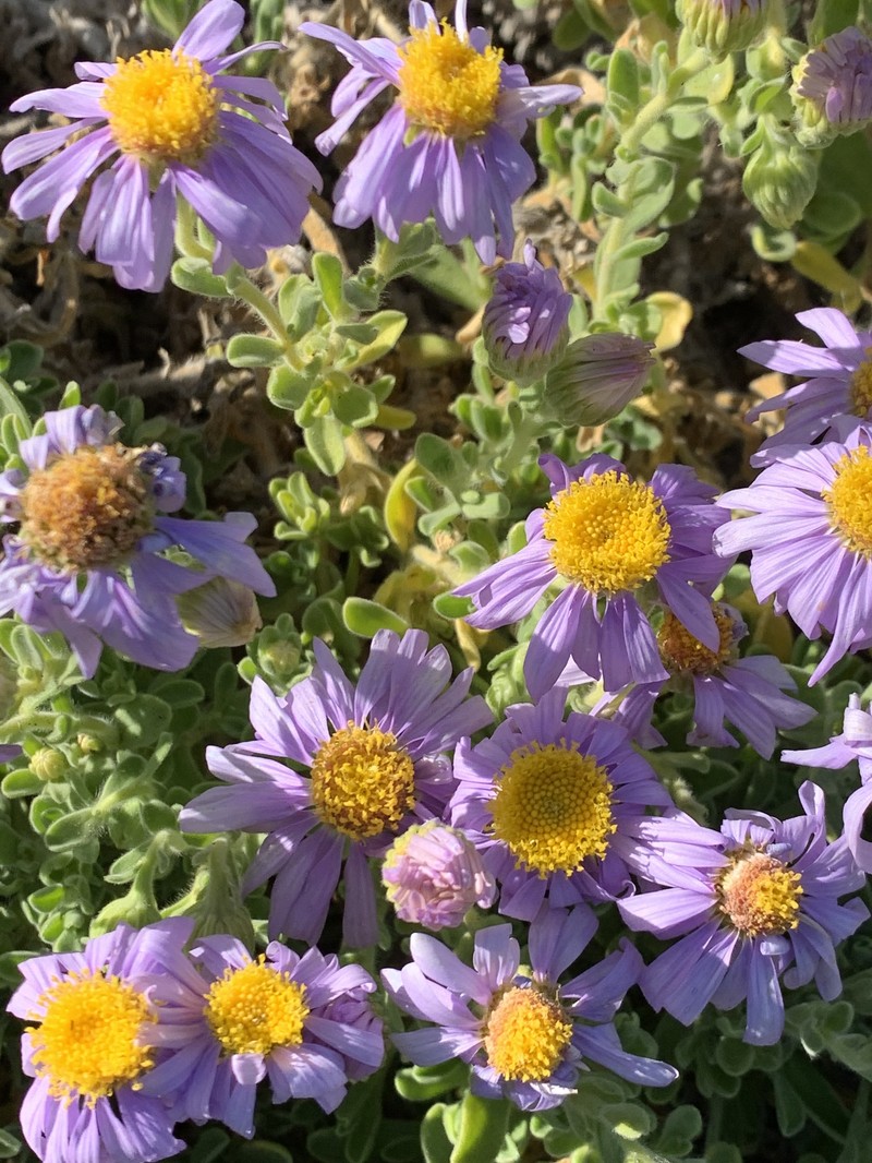 Amellus asteroides subsp. mollis photo 4