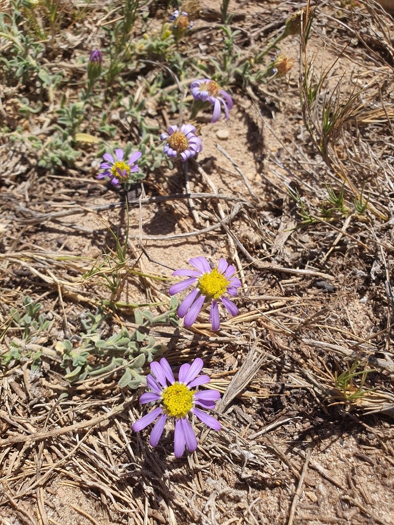 Amellus capensis photo 2