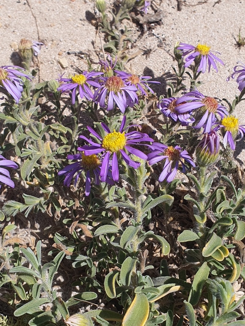 Amellus capensis photo 4