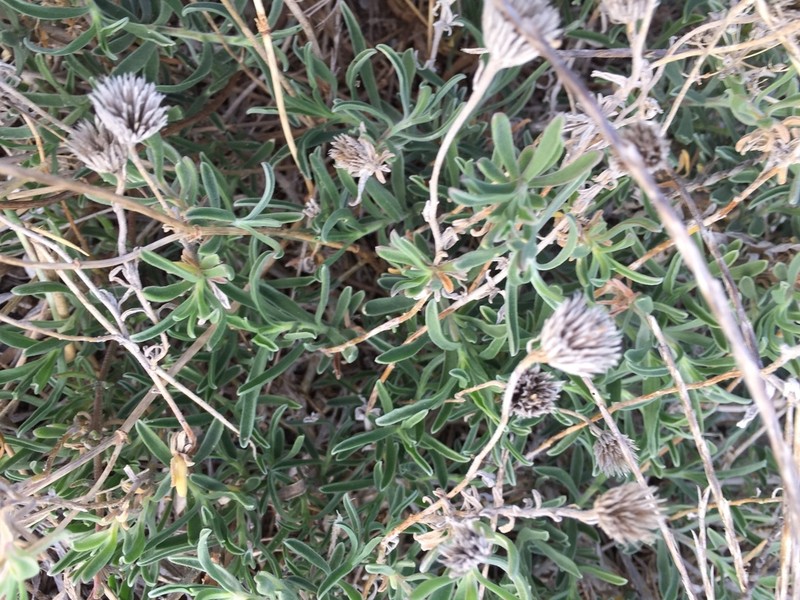 Amellus capensis photo 5