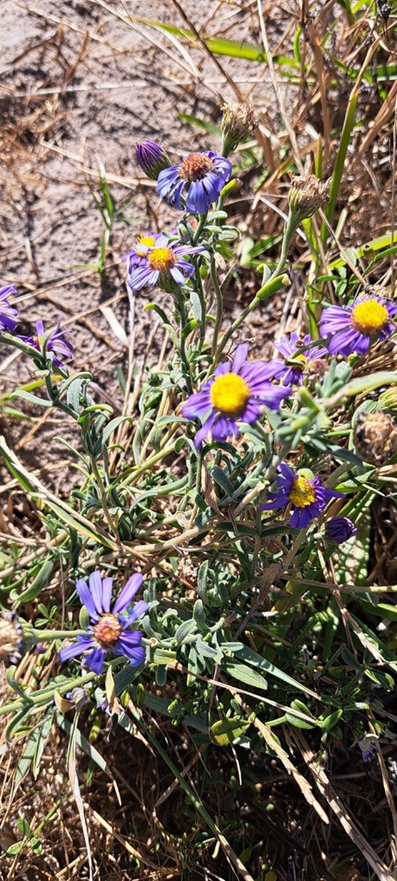 Amellus capensis photo 6