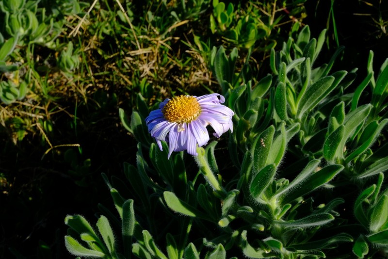 Amellus capensis photo 7
