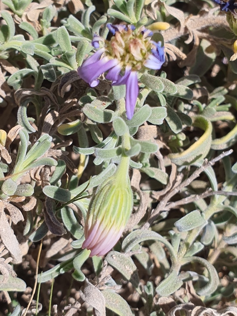 Amellus capensis photo 8