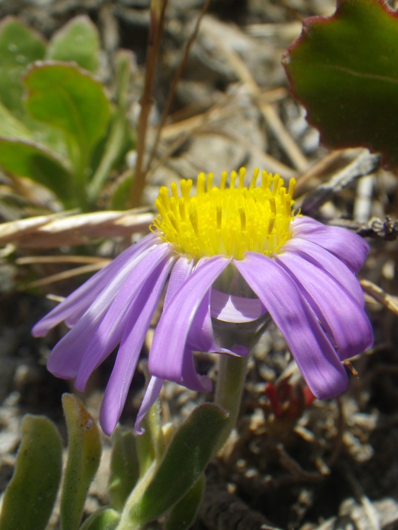 Amellus capensis photo 2