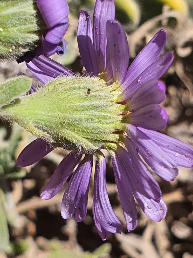 Amellus capensis photo 3