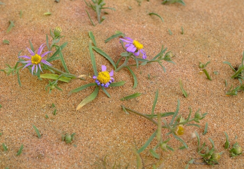 Amellus epaleaceus