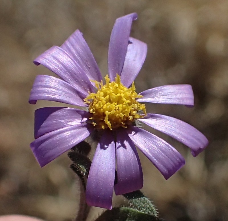Amellus epaleaceus photo 2