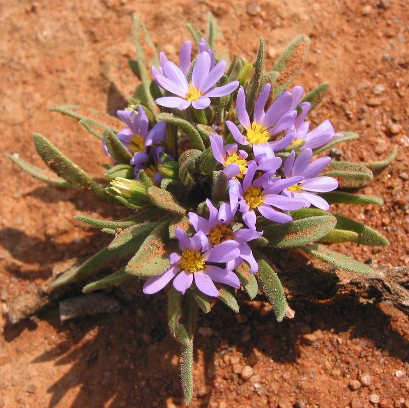 Amellus epaleaceus photo 4