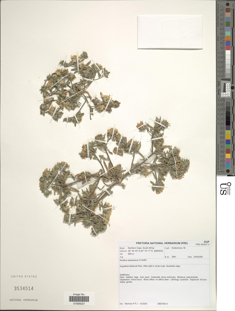 Amellus epaleaceus photo 5
