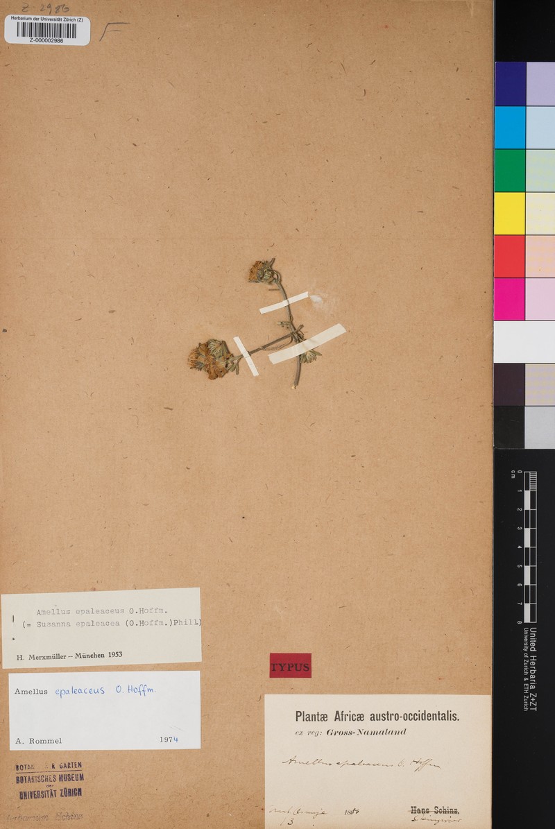 Amellus epaleaceus photo 6