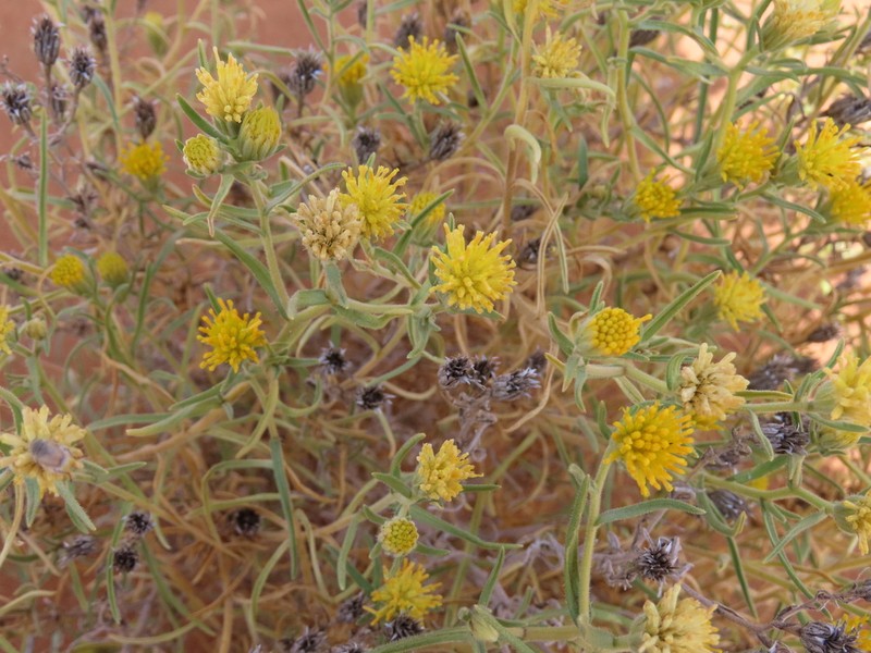 Amellus flosculosus photo 2