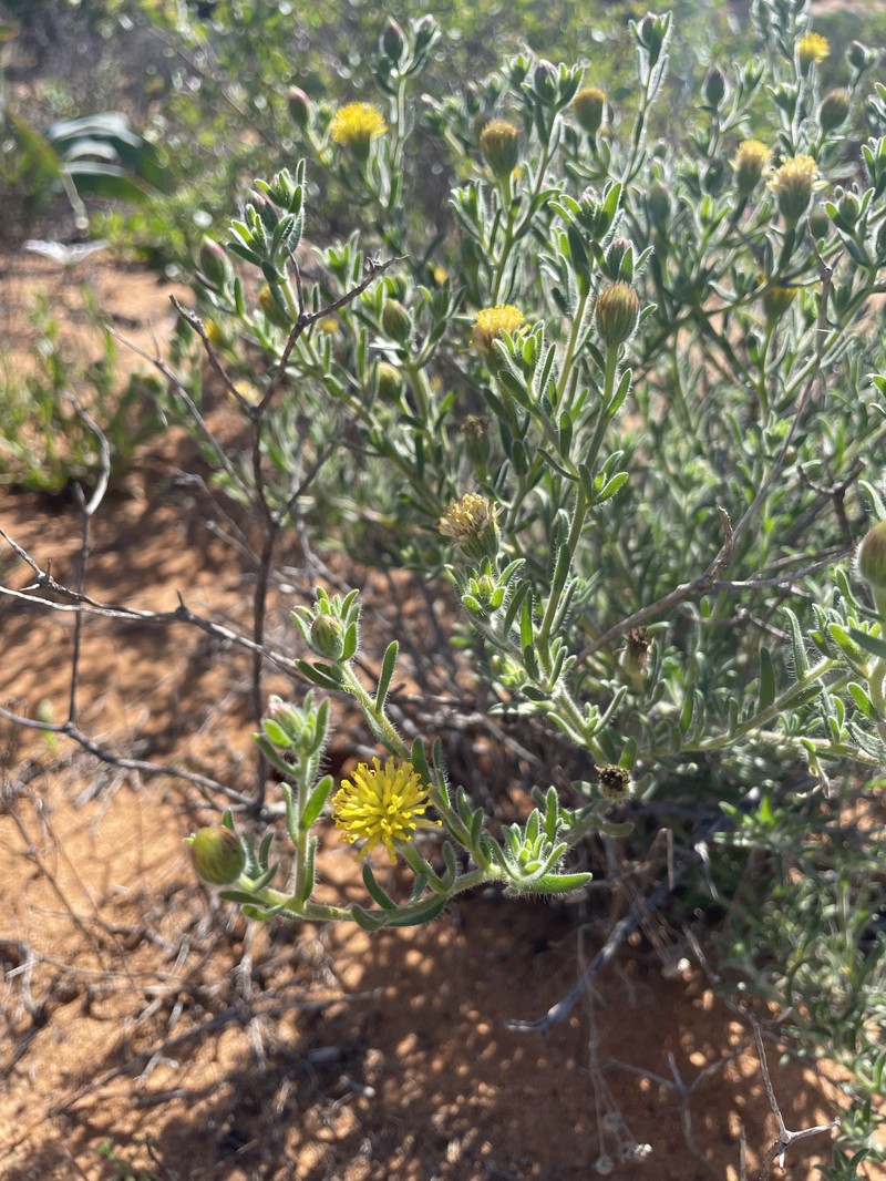 Amellus flosculosus photo 4