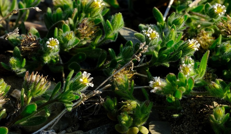 Amellus microglossus