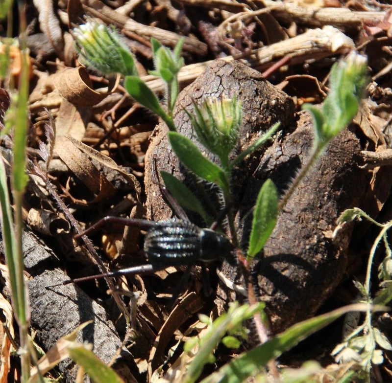 Amellus microglossus photo 8