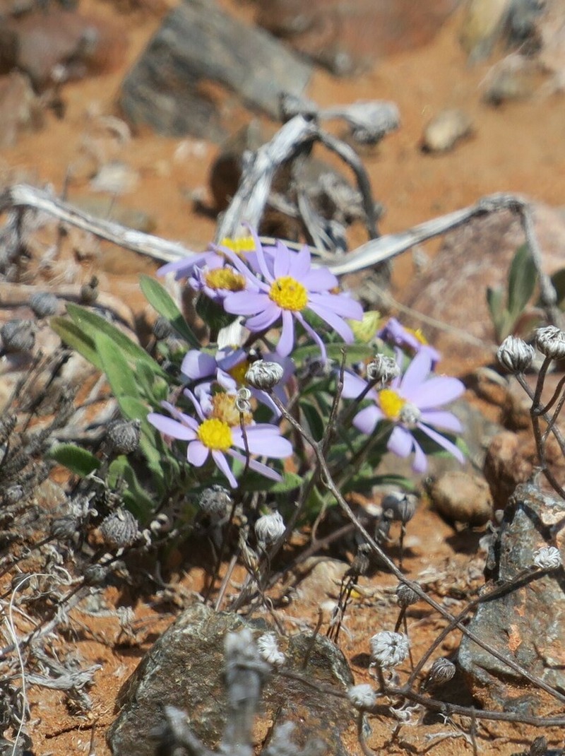 Amellus nanus photo 4