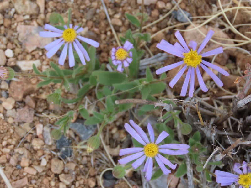 Amellus nanus photo 6