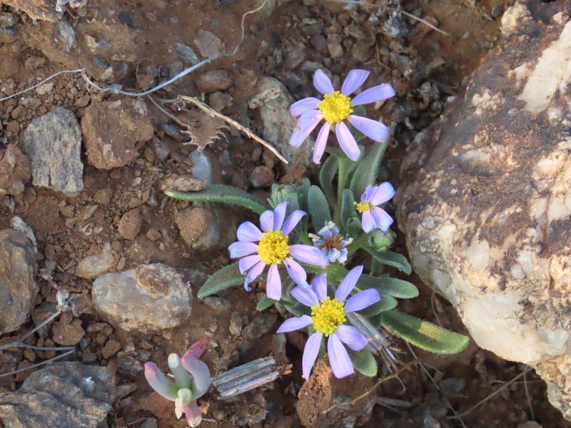 Amellus nanus photo 7