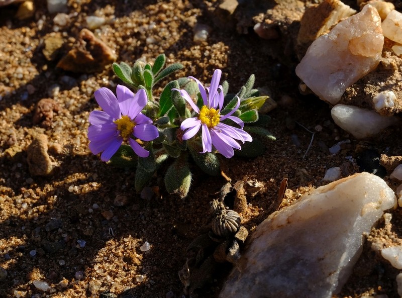 Amellus nanus photo 8