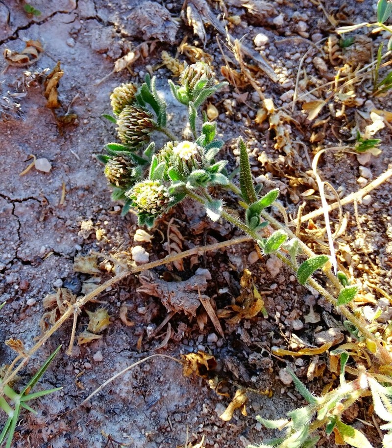 Amellus reductus