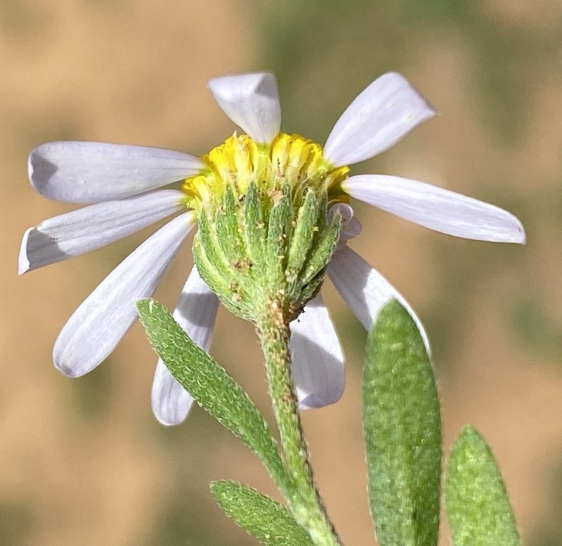 Amellus strigosus