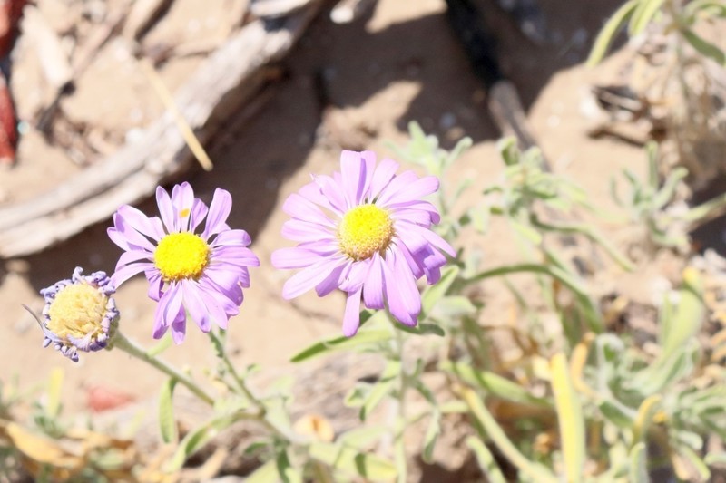 Amellus strigosus photo 2