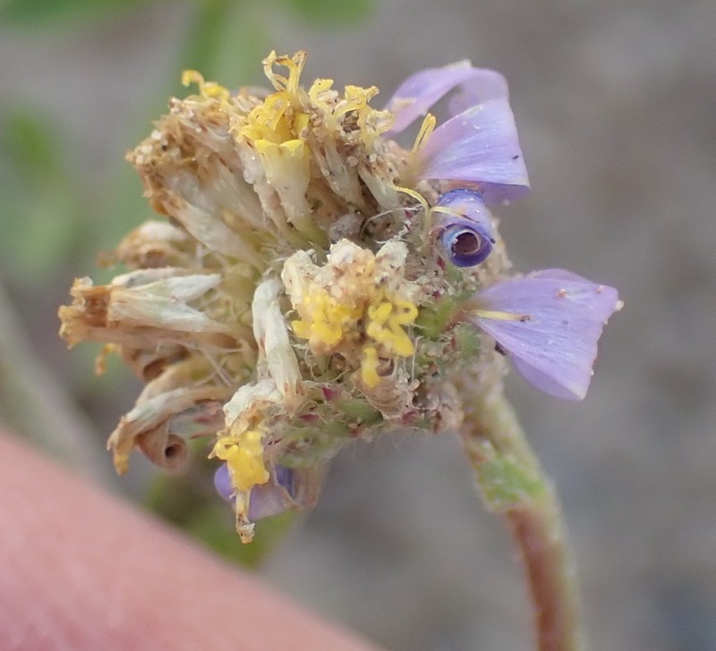 Amellus strigosus photo 3