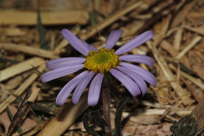 Amellus strigosus photo 4