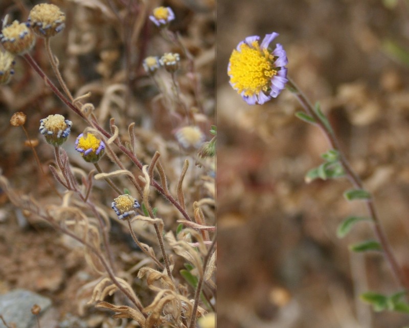 Amellus strigosus photo 5