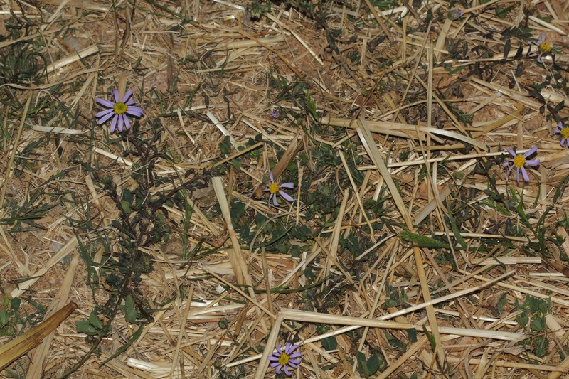 Amellus strigosus photo 6