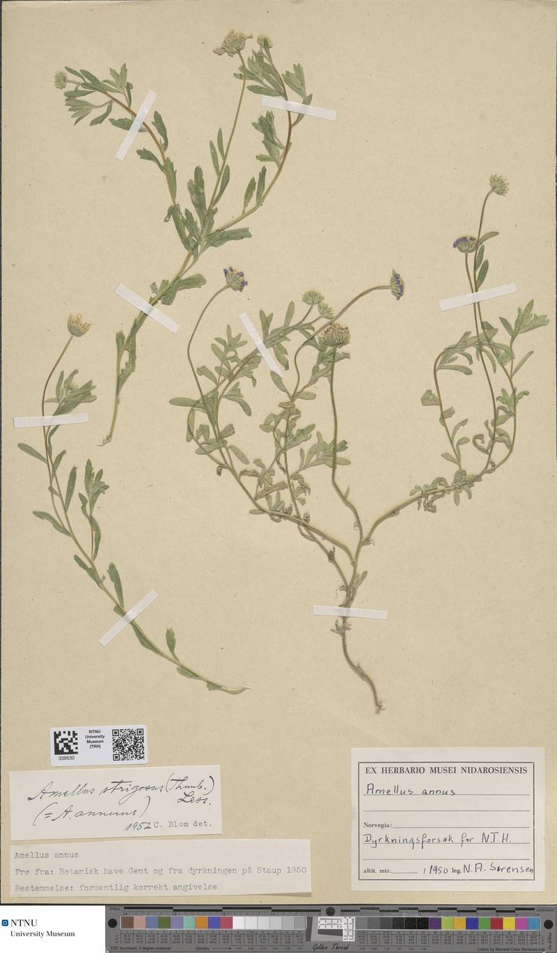 Amellus strigosus subsp. strigosus